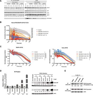 Corrigendum: Inhibition of coronavirus HCoV-OC43 by targeting the eIF4F complex